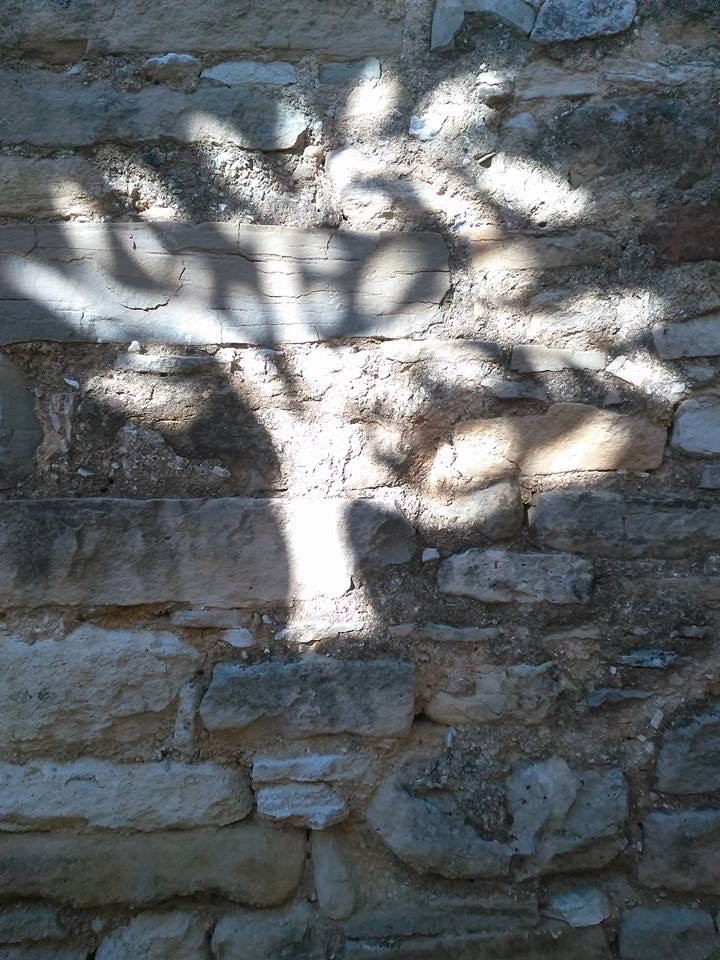 Shadow of the Olive Tree