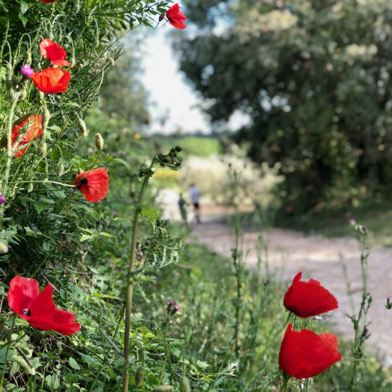 Chemin dans le coquelicots