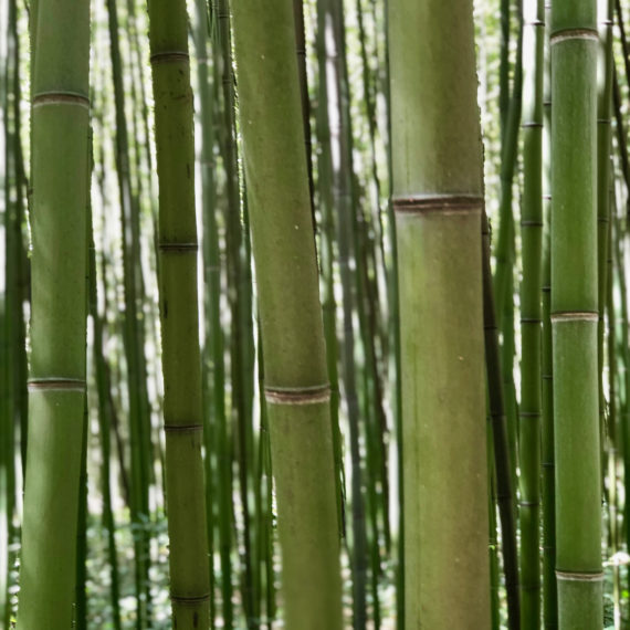 Forêt de Bambous de la Bambouseraie d'Anduze