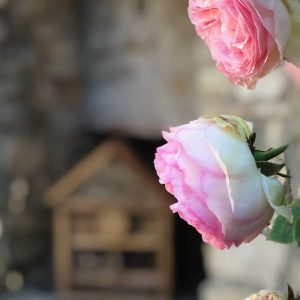 Rose et maison à insecte